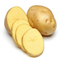 The best Chinese fresh potatoes export vegetable wholesale